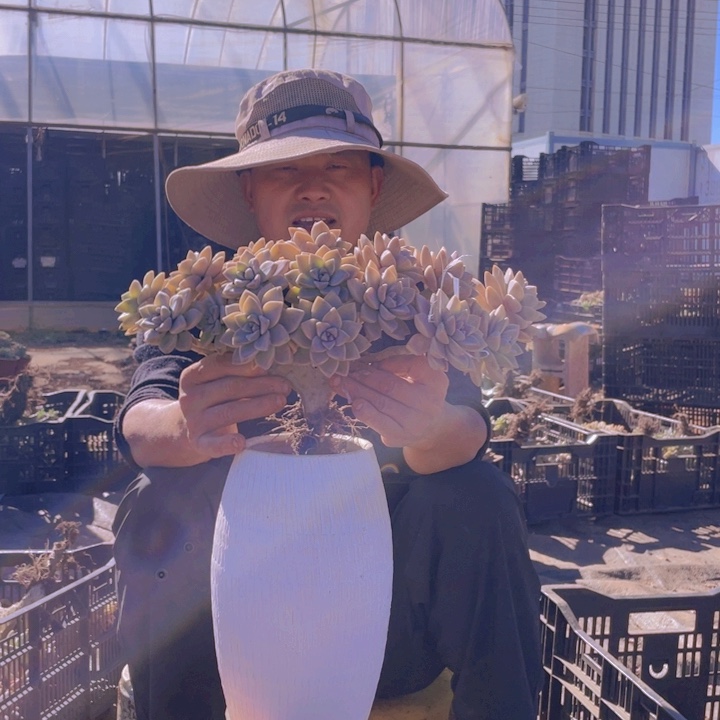 187淡雪缀化一物一拍