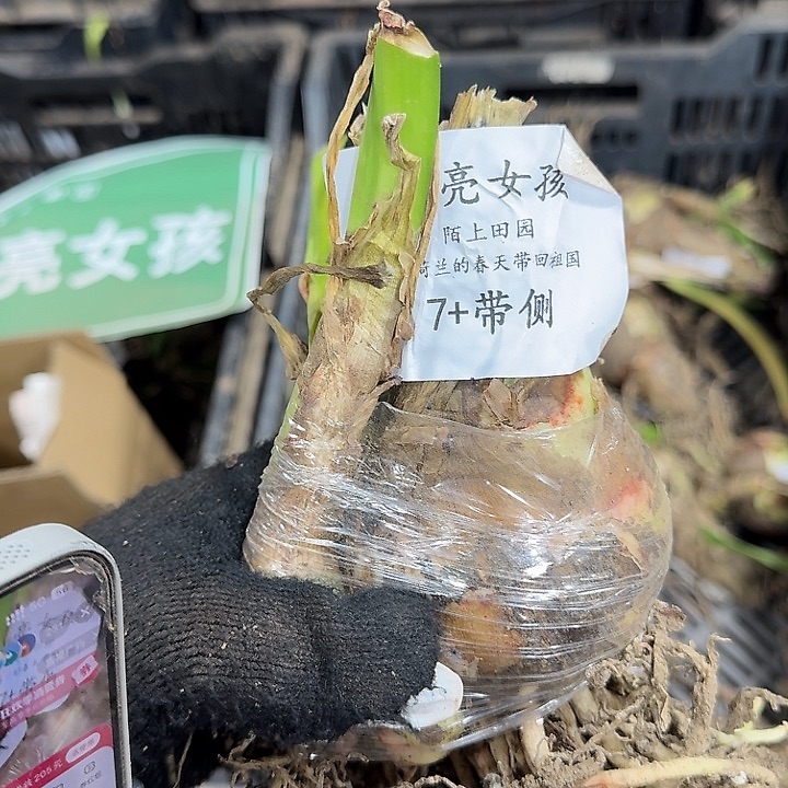 漂亮女孩7➕带侧开花球闪购