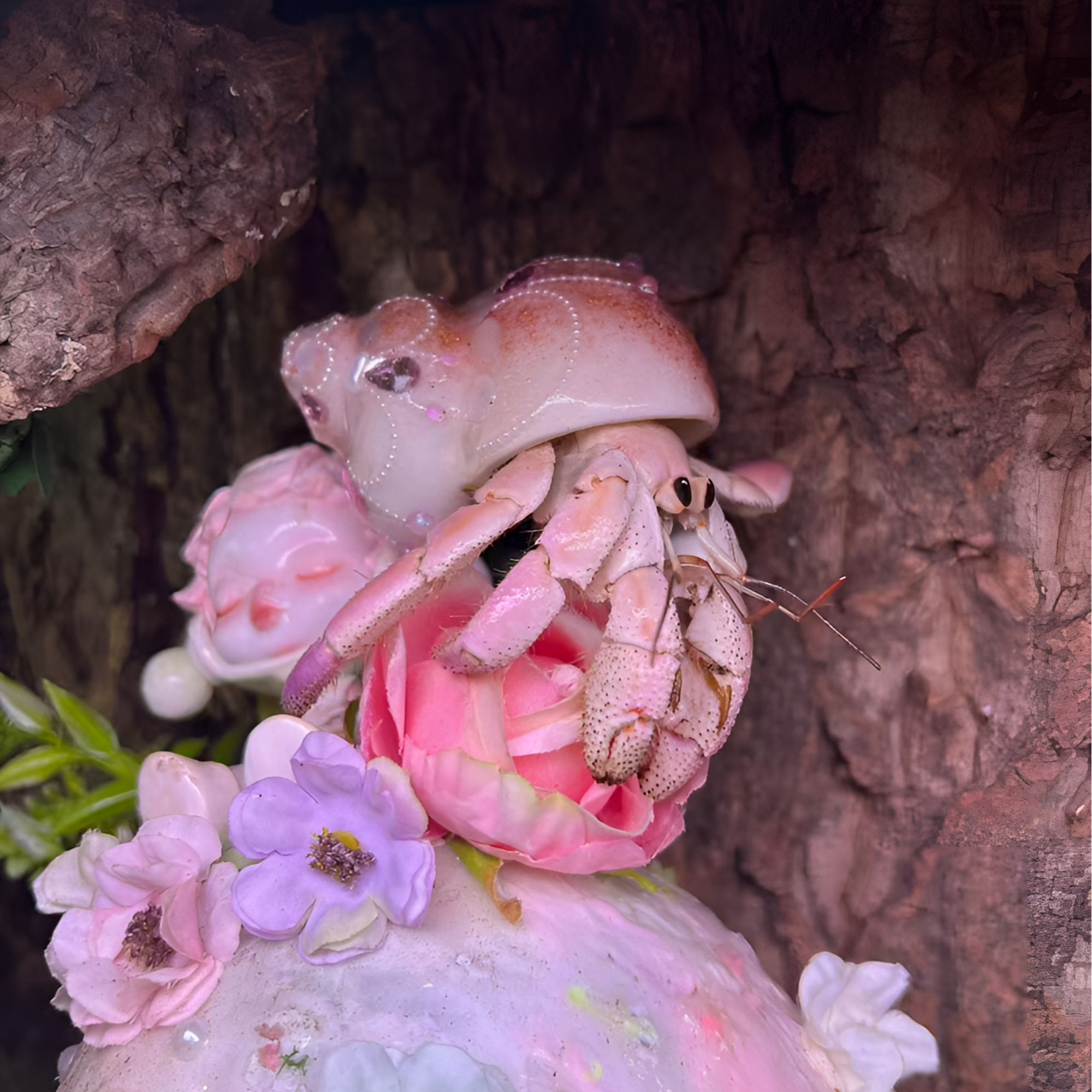 可爱萌宠寄居蟹桌面水族宠物