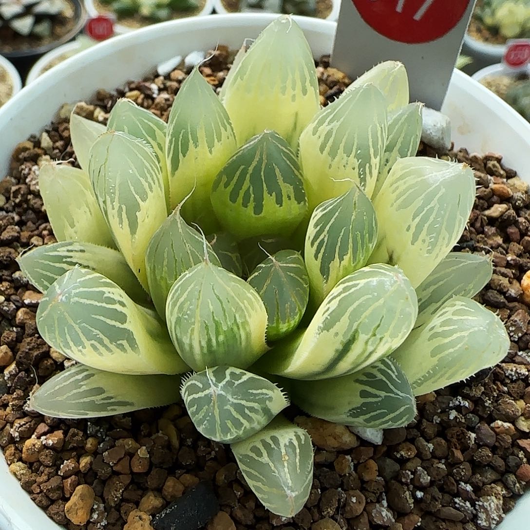 317号糊斑胭脂5.8左右一物一拍带盆土