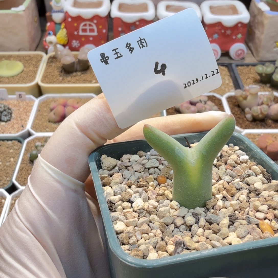 多肉多肉多肉12.22-004 皮卡丘458