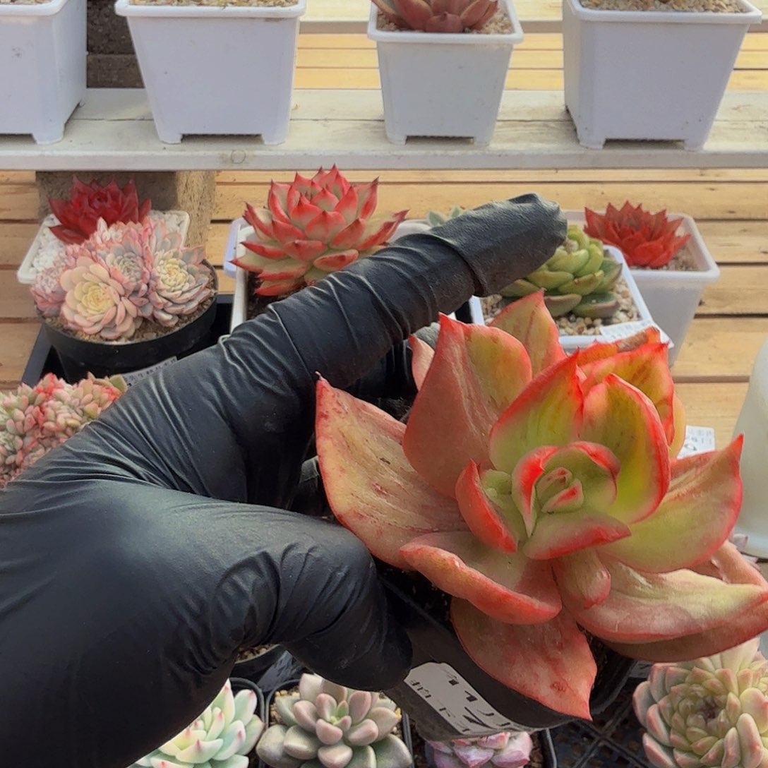 1126-75翠花花脸锦