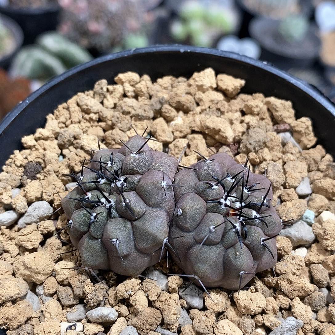 实生双头黑王丸仙人球