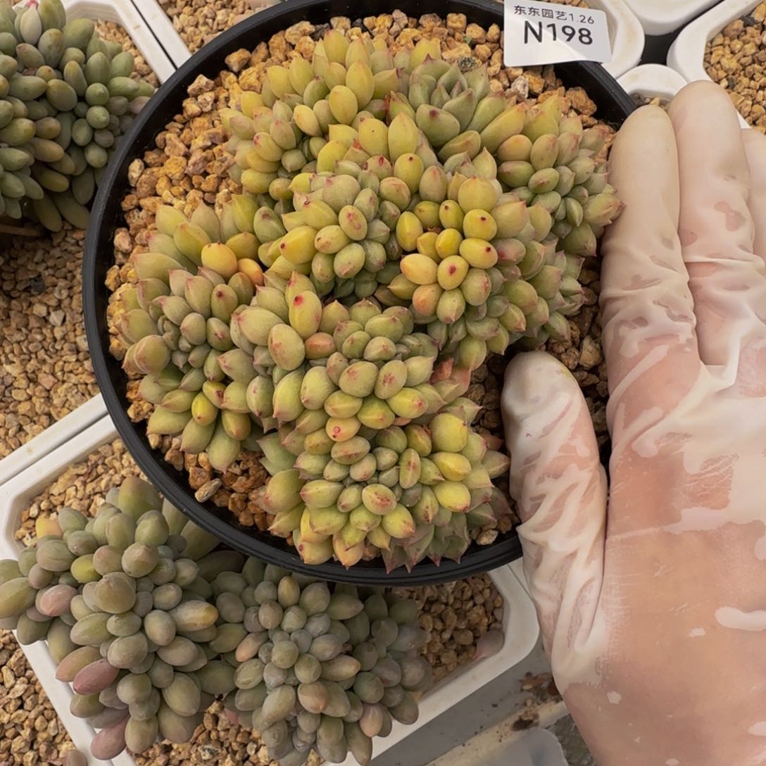 n n n n n n n n 198