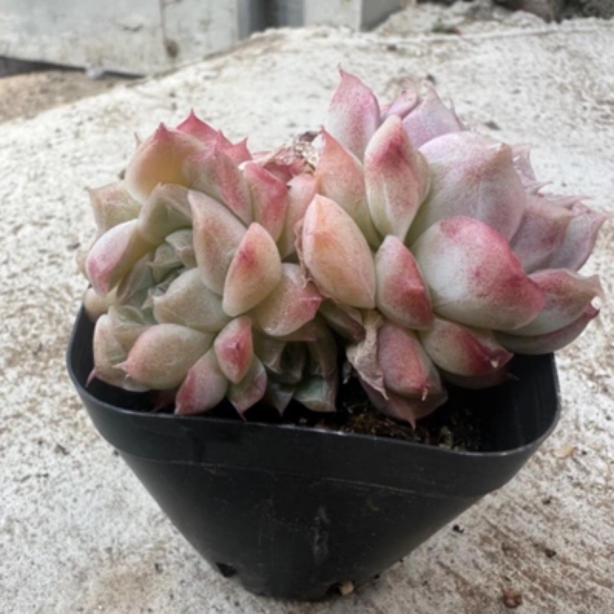 糖心女王 多种品种组合好养的室内阳台办公室多肉植物盆栽