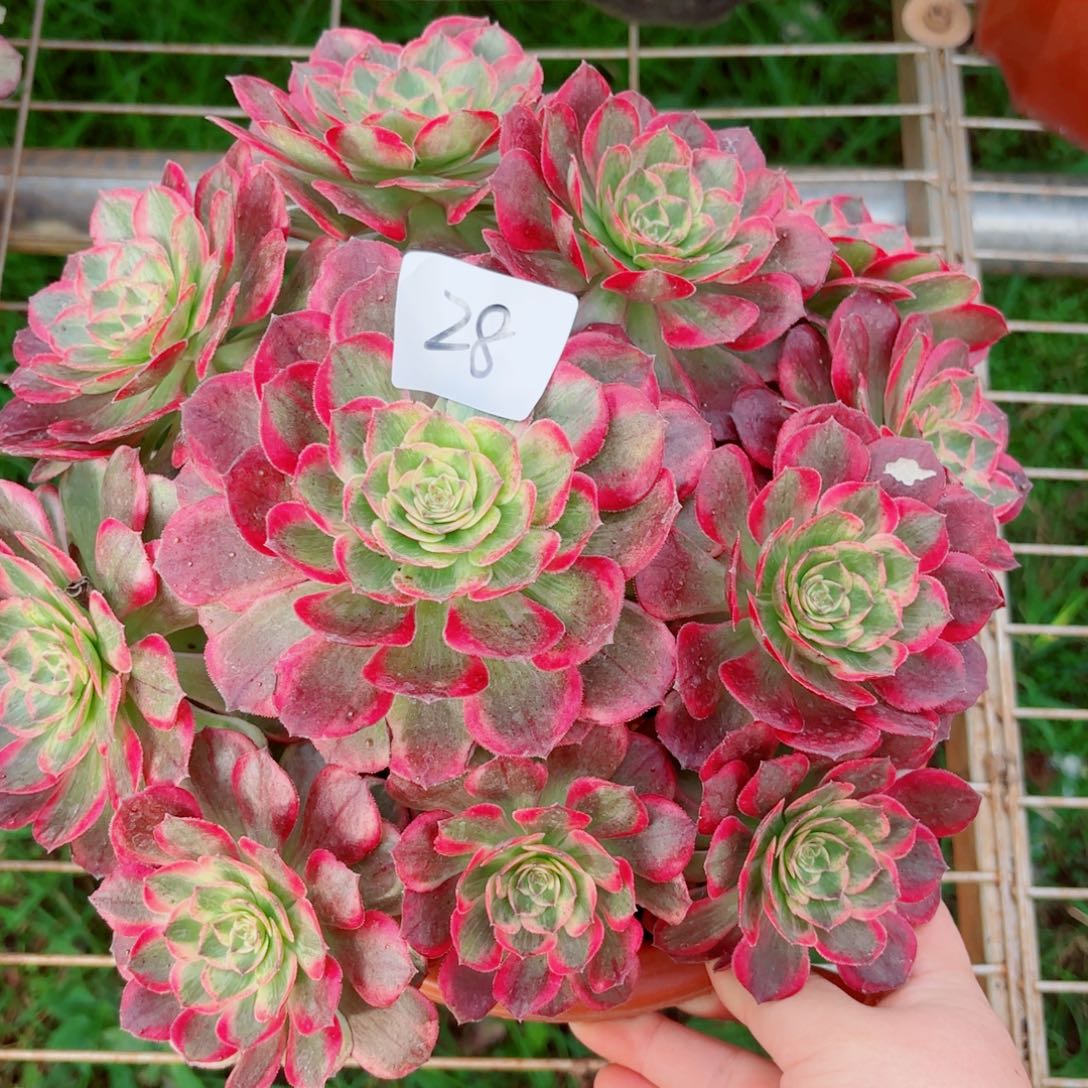 一物一拍多肉法师28