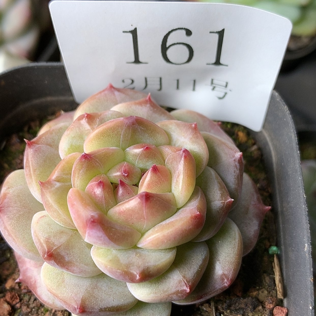 【闪购商品】云161号