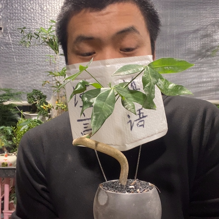 以实际为准盆景绿植盆栽27