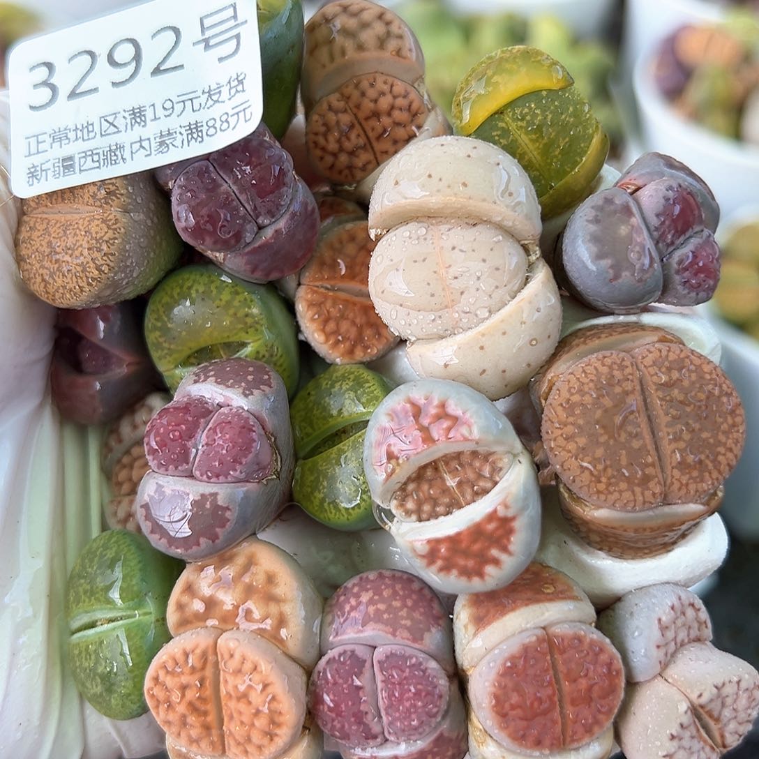 好养易活生石花大母本3292共20颗