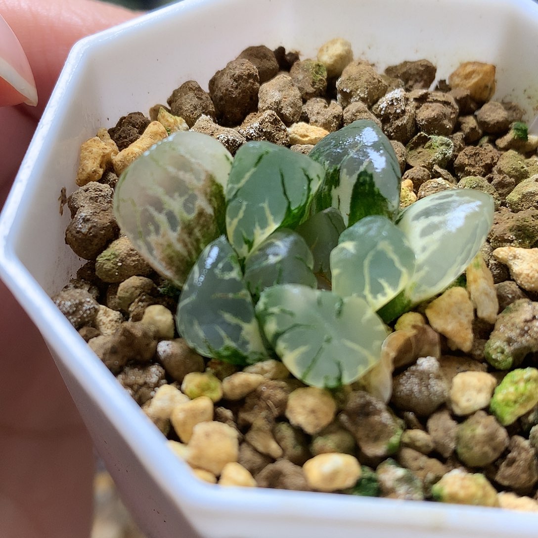 黑水晶玉露锦大盆盆土tl