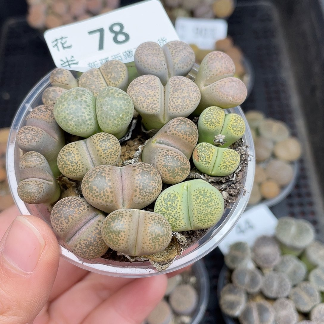 78000000花花花花花花