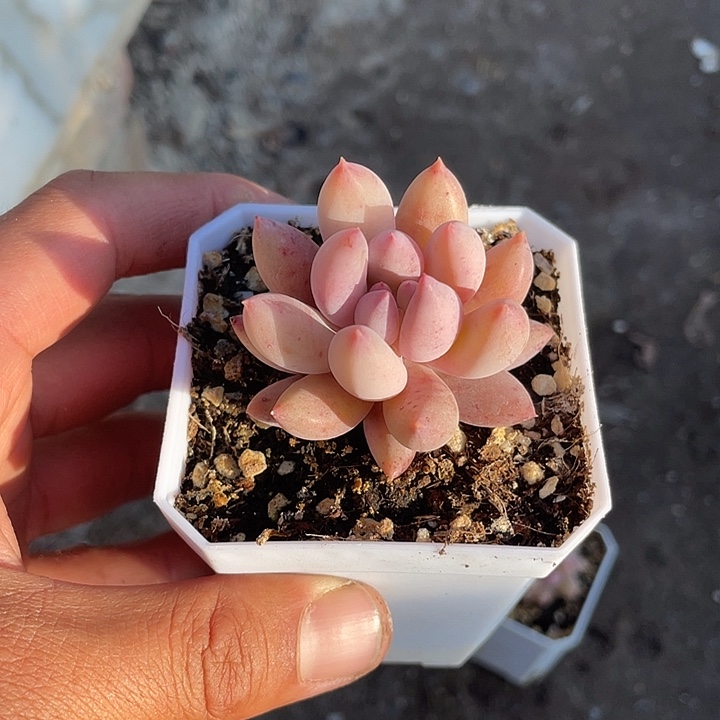 单头所罗门带盆发货