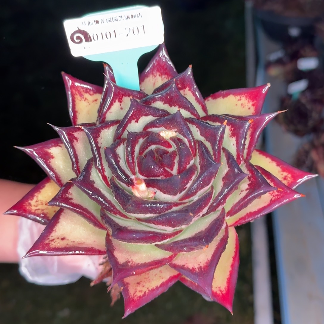 从前慢花园多肉编号0101-201