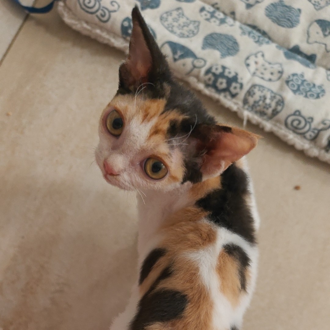 德文卷毛猫三花妹妹