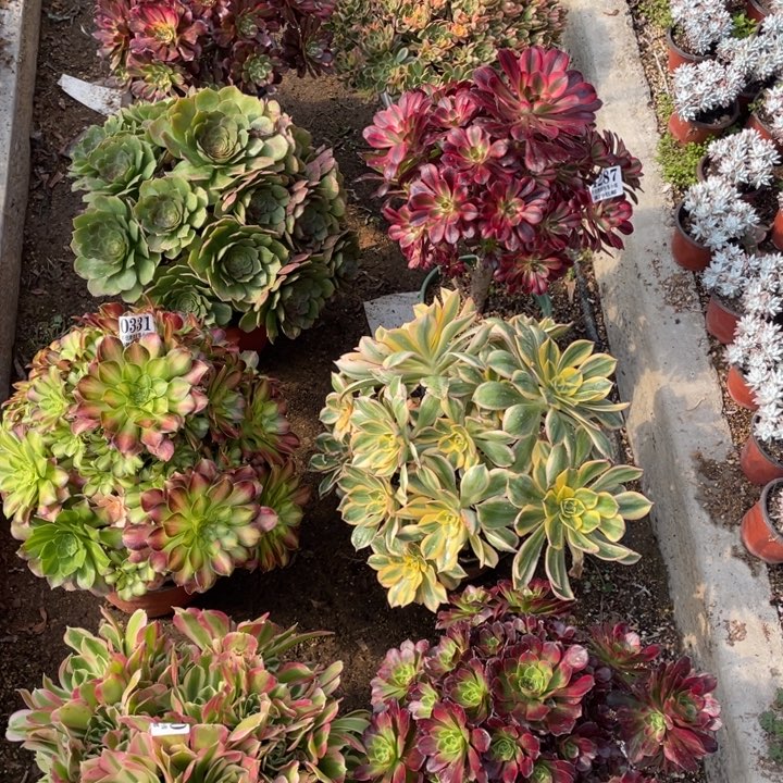 8颗法师大老桩多肉