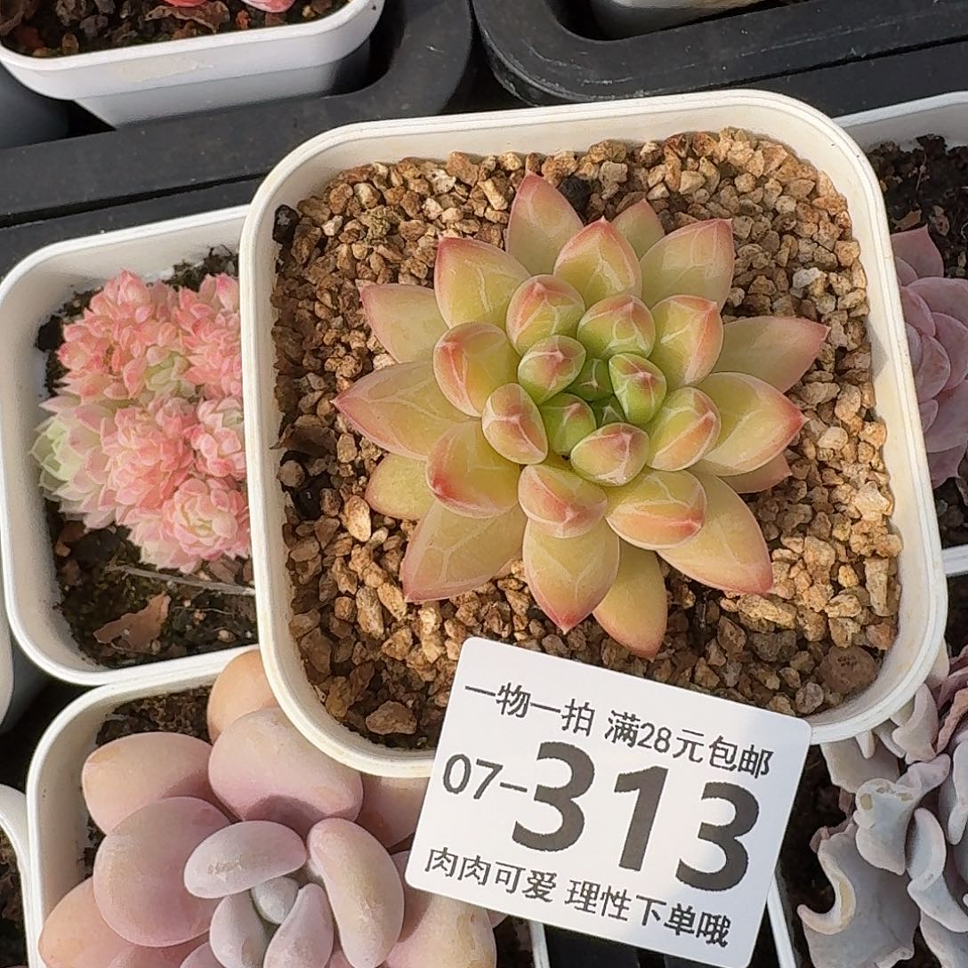 胖体青花瓷无盆土发货