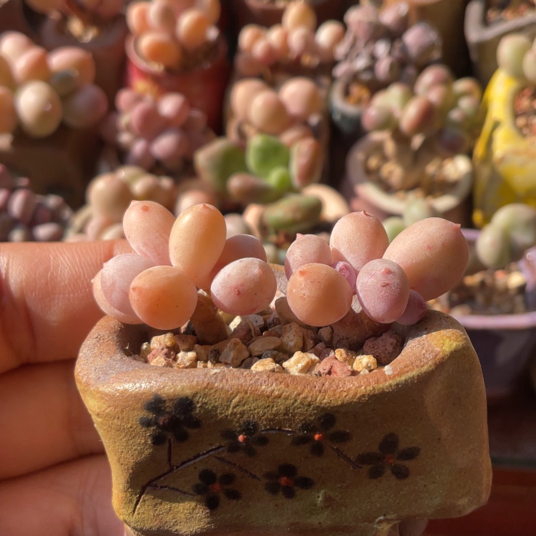 一个彩虹奶，一个蛋黄奶小树庄精品韩货一盆