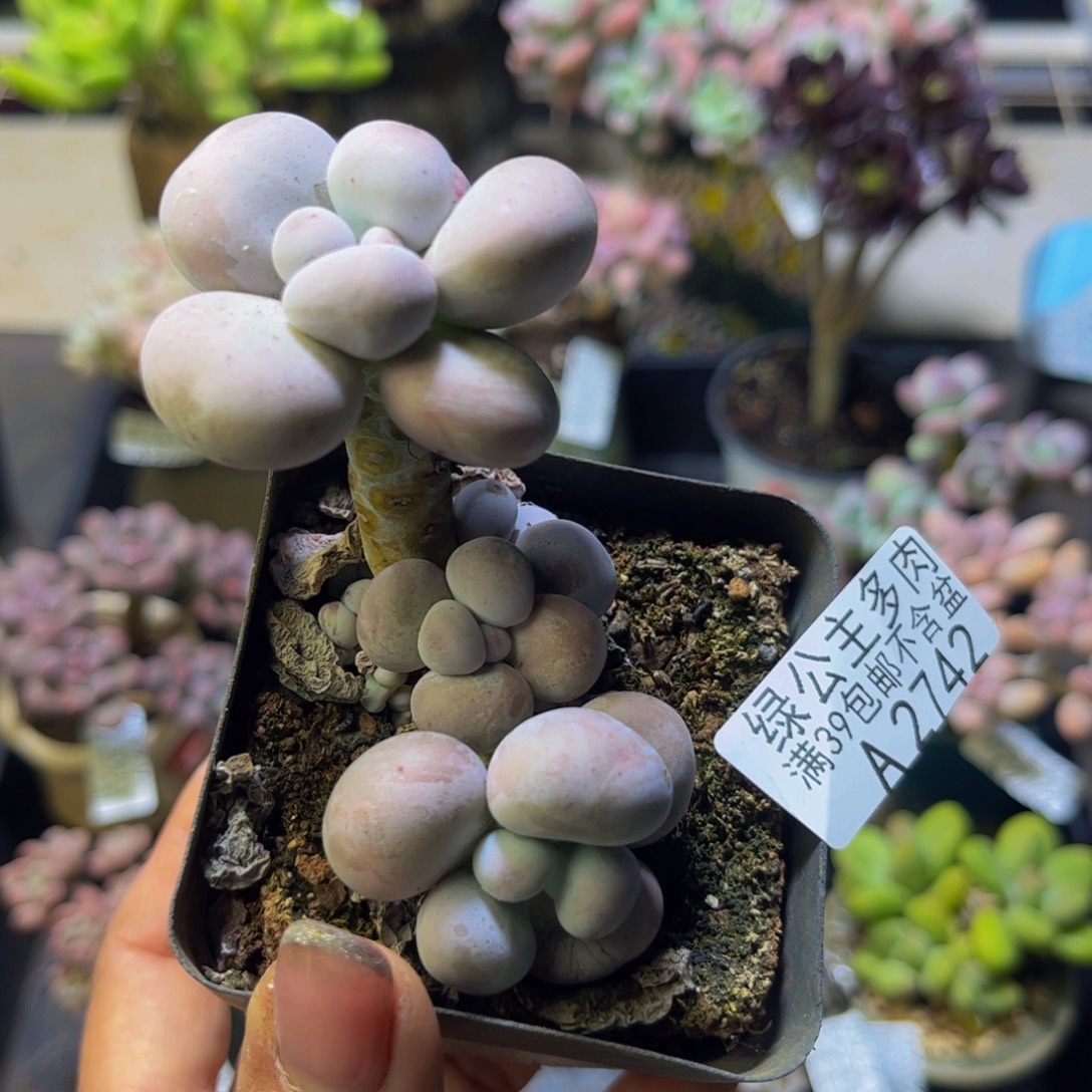 芭比奶酪2742/5cm多肉