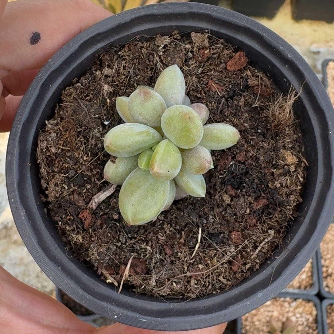 朵唯菲 薯条 3头  一物一拍