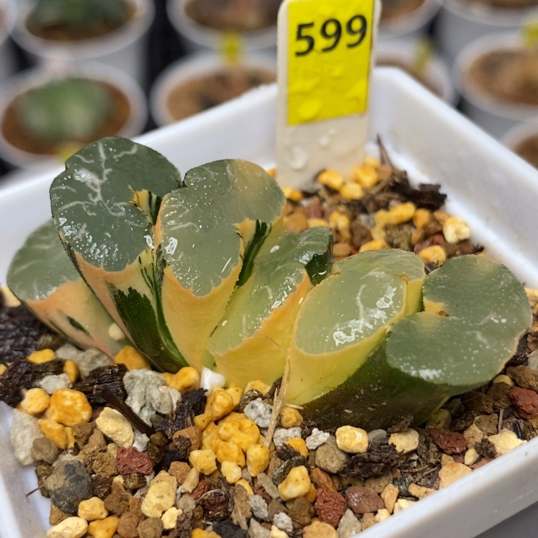 599大绳玉扇锦一物一拍