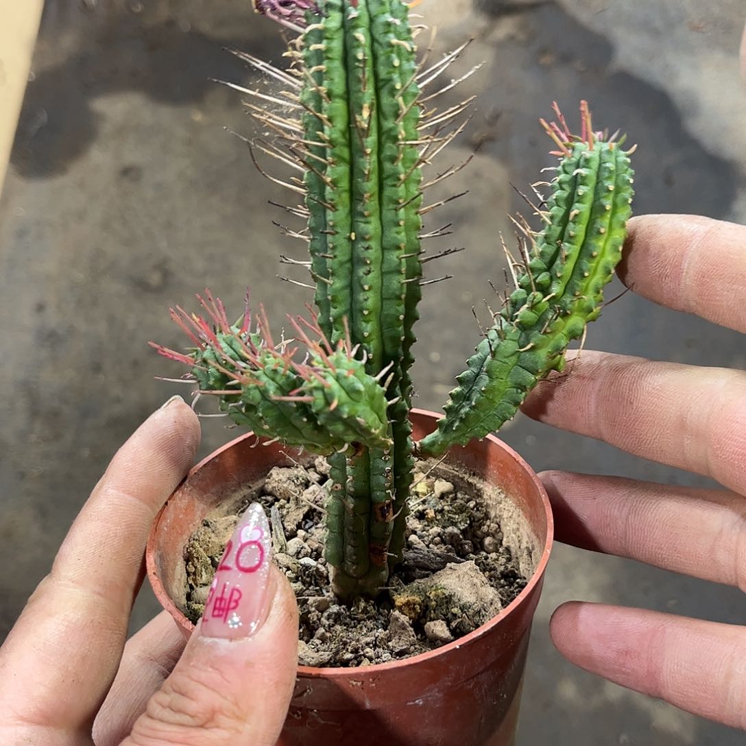 就这个死样子单头发货有根发货