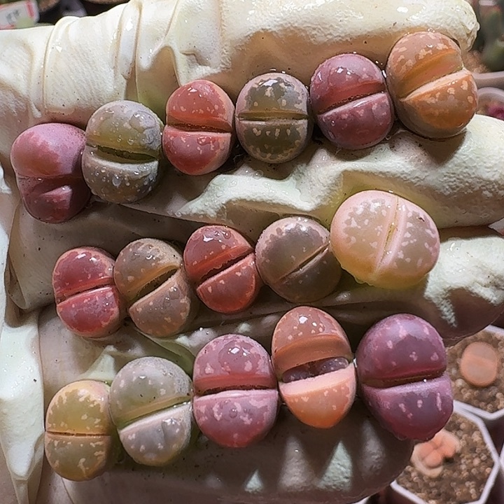 生石花1111111。  332