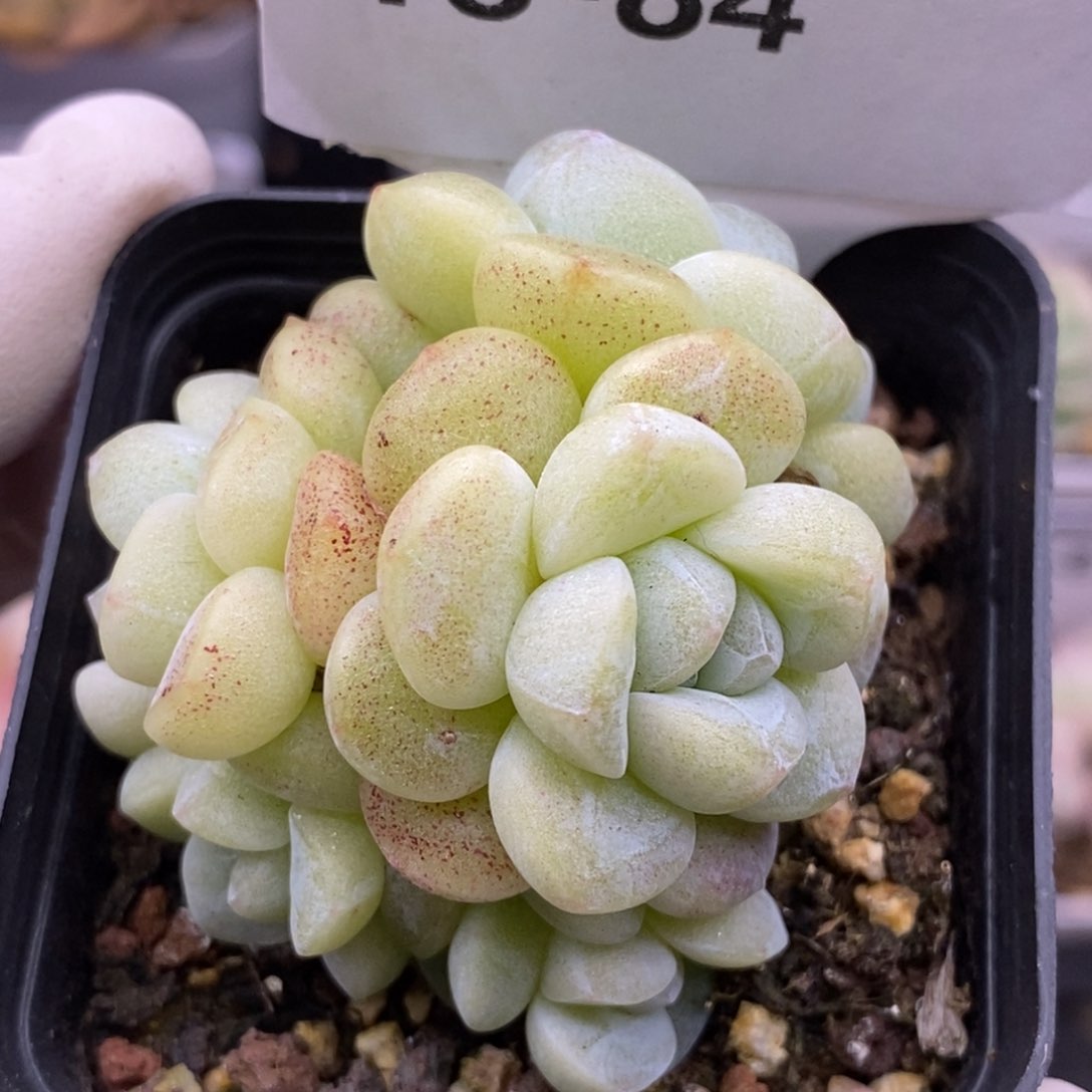 【闪购商品】18-84冰玉 