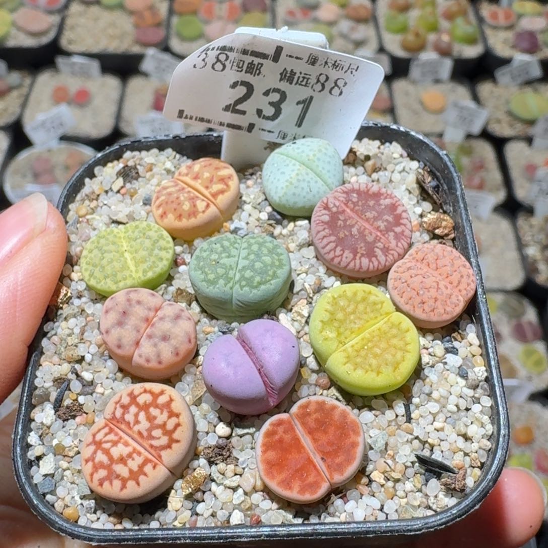 Sss精品清货价231