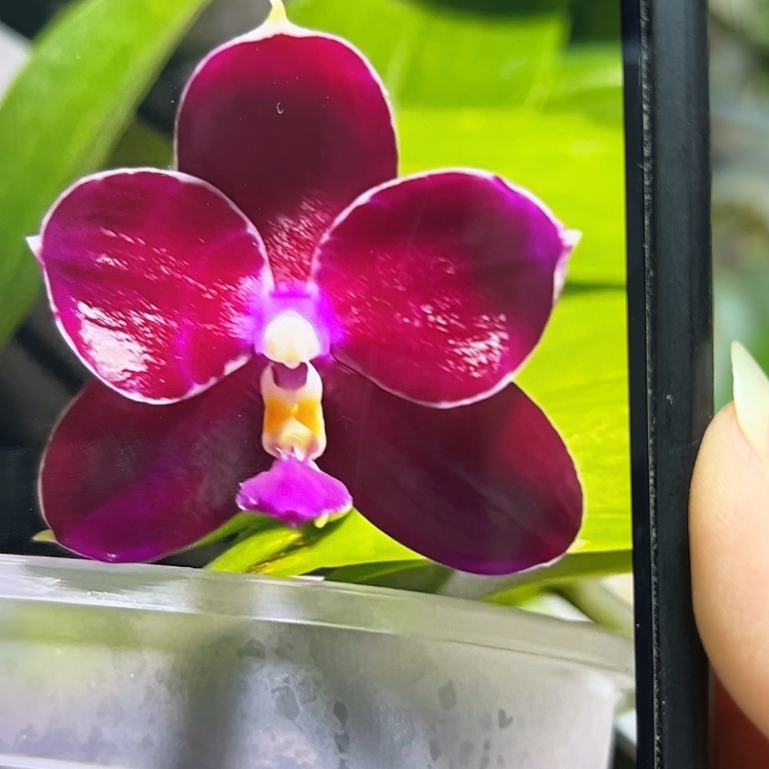 当前无花栽培后可以开花斑马809