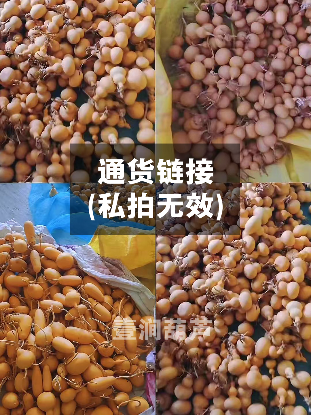 《二号链接》天生地长，天然葫芦，直播间专享，请勿随意下单。