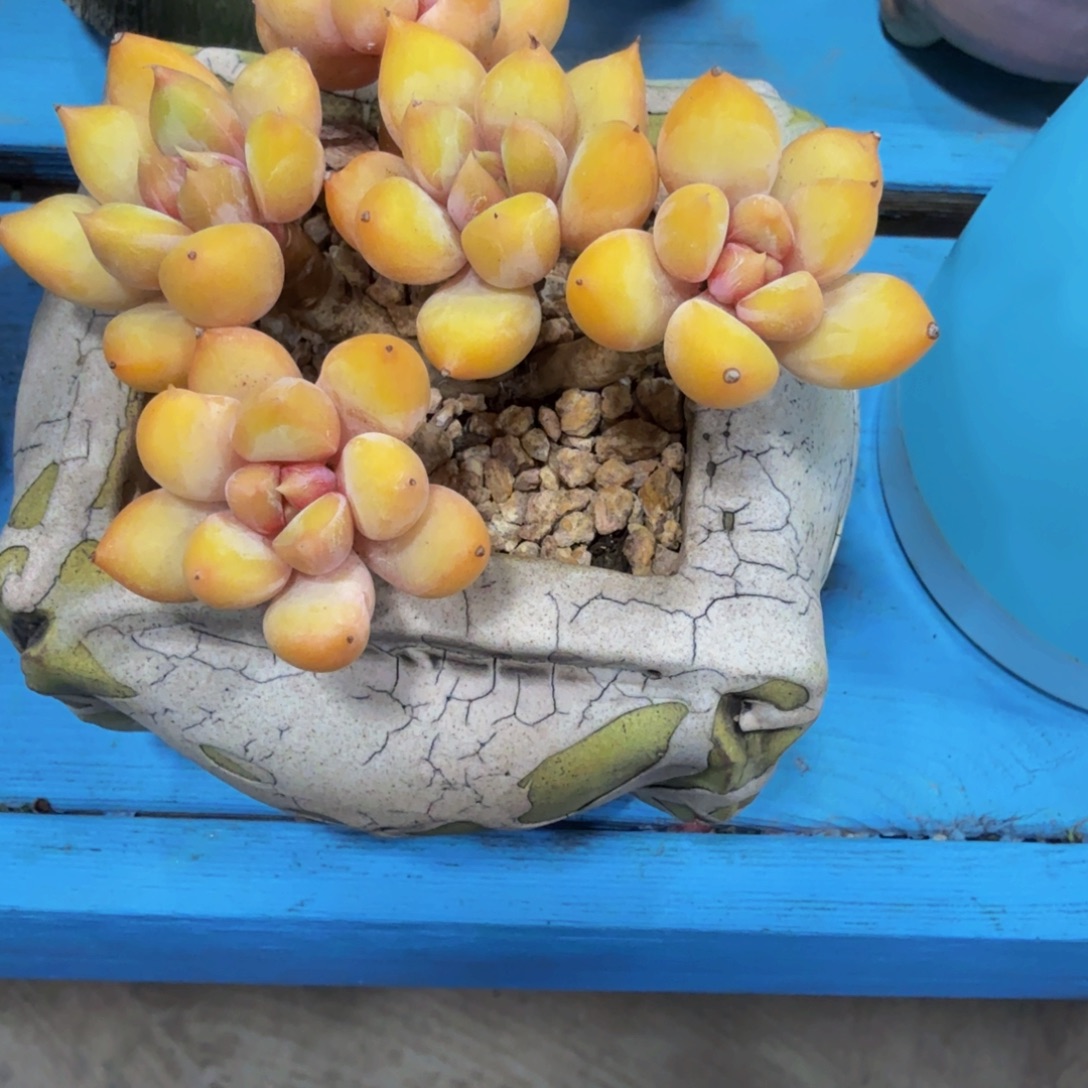 一***d象牙多肉植物一颗