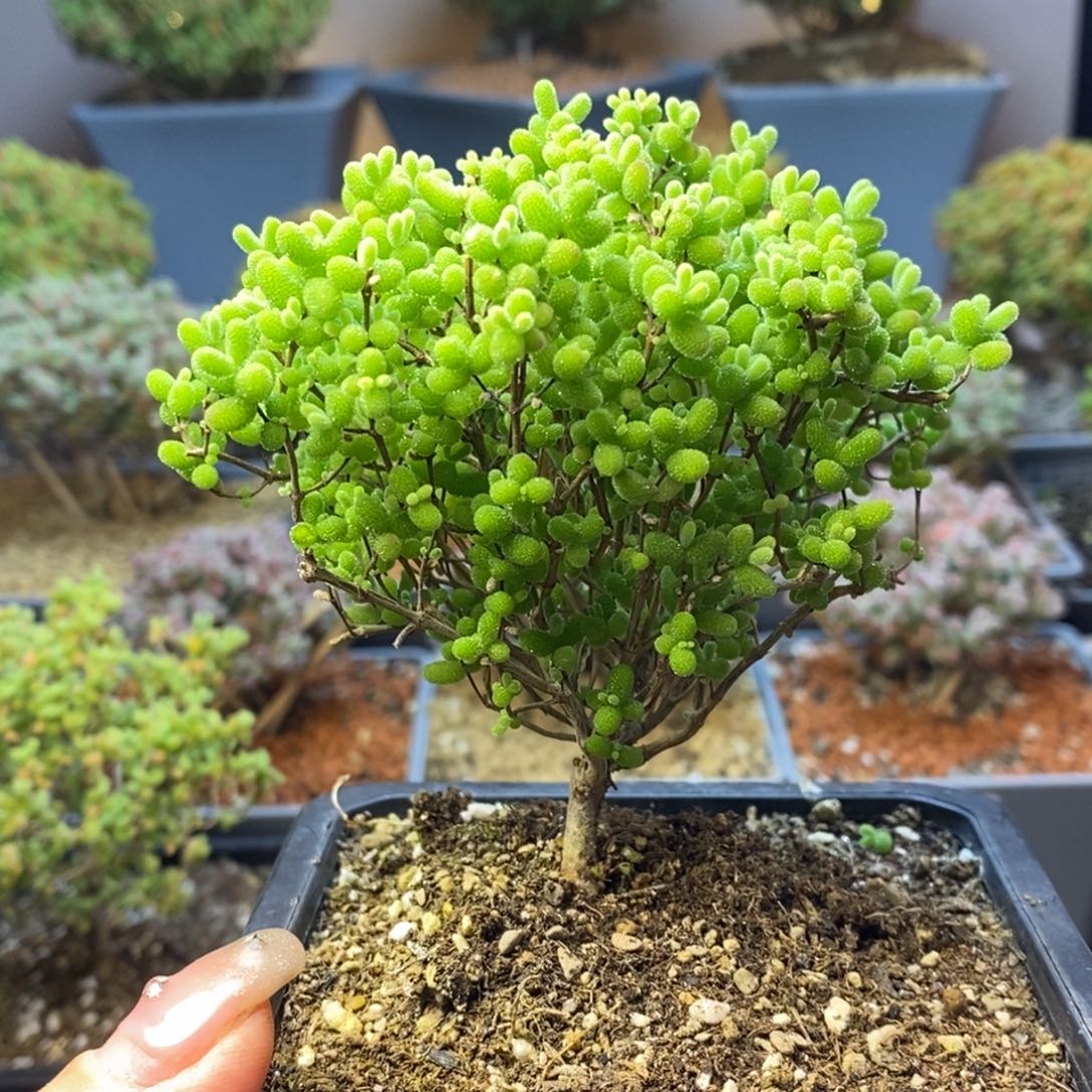 206蜜橘糖球枝干番杏