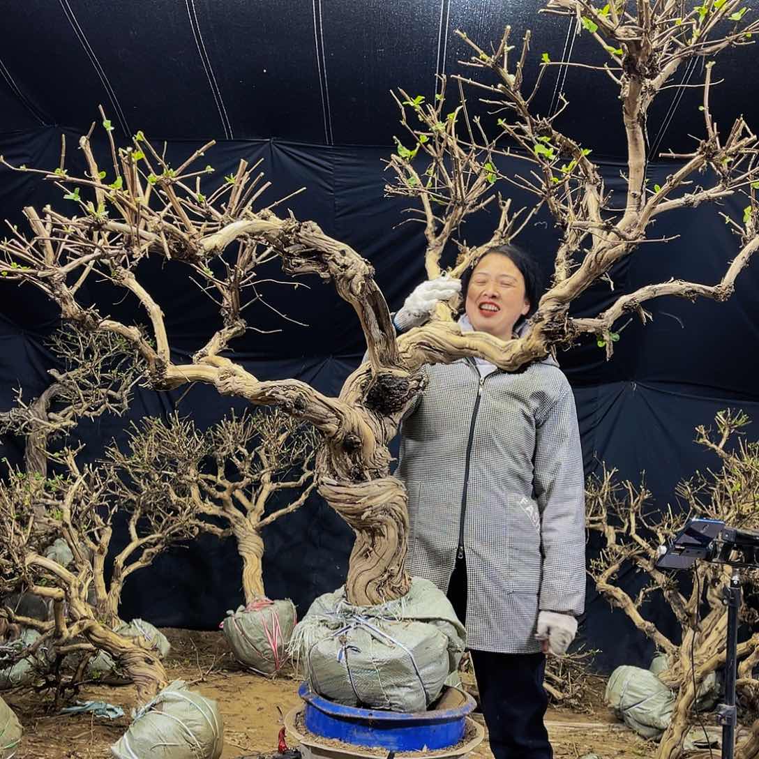 金银花的故事是一个人