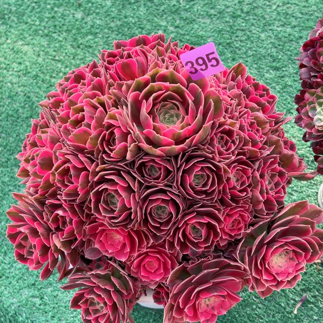 395粉女郎法师多肉植物