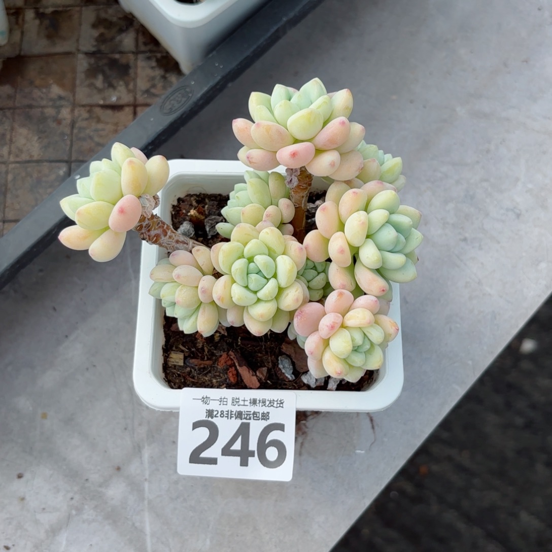 樱花罗绮老桩无盆土发货