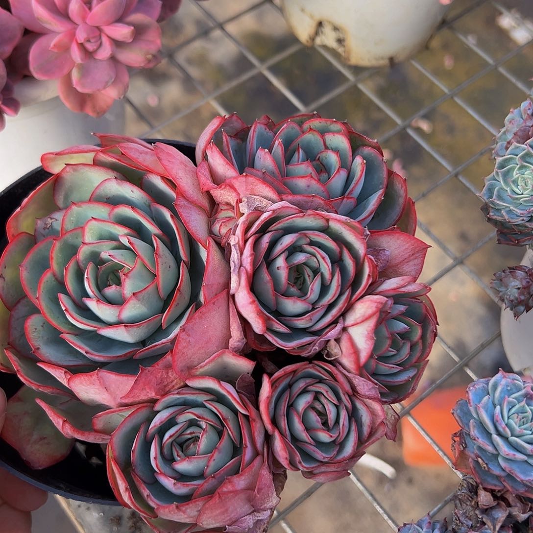 牡丹亭多头大盆群