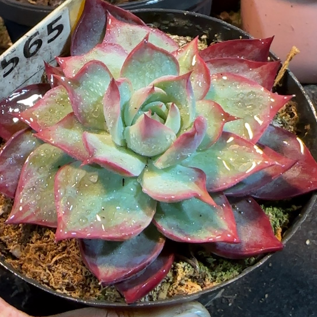 惊鸿一物一拍包装收缩花旱565