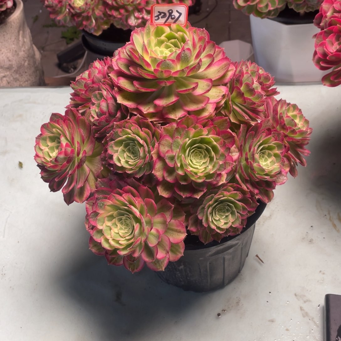 万圣节粉钻老桩手捧32908