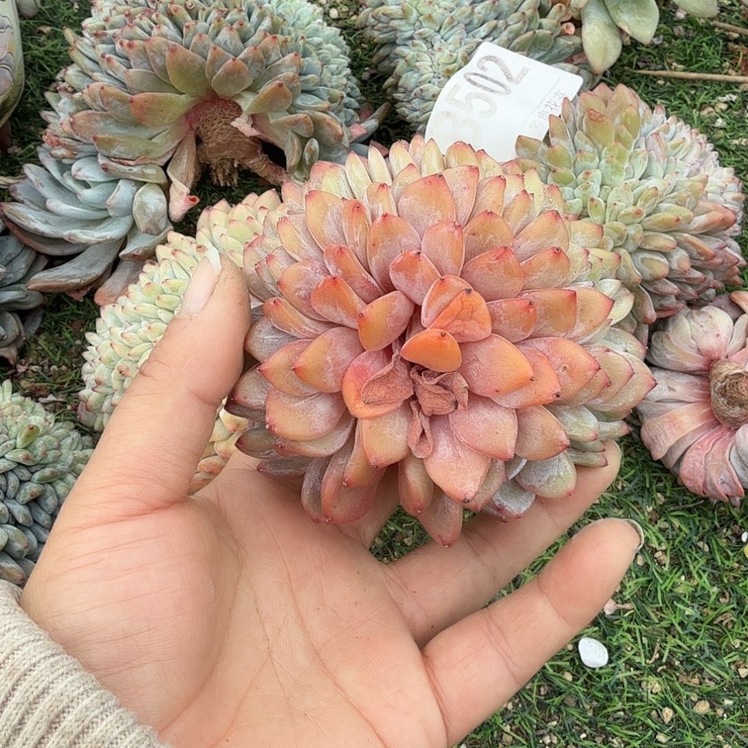 缀化呀呀呀呀呀呀