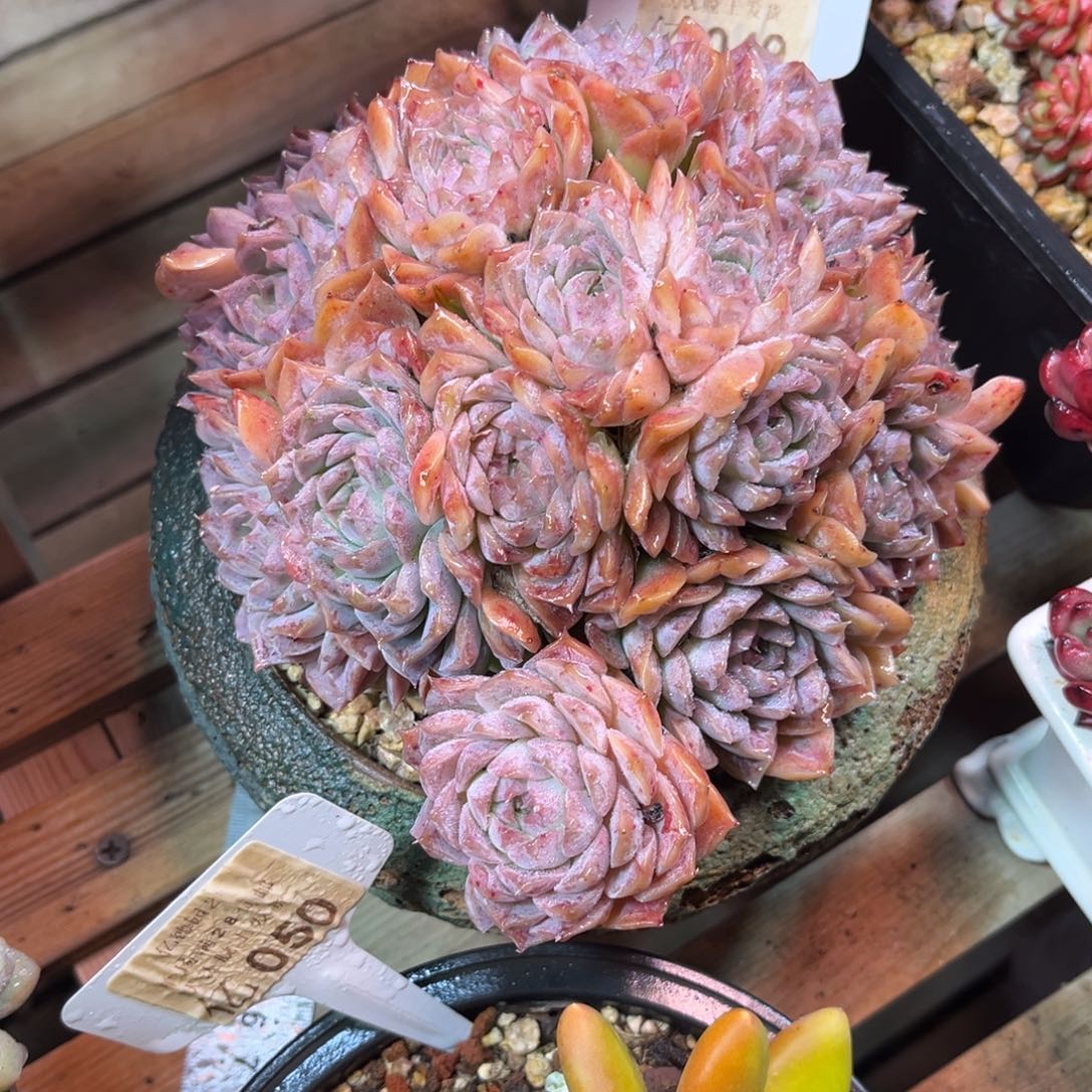 波塞冬ruocitayunvnv