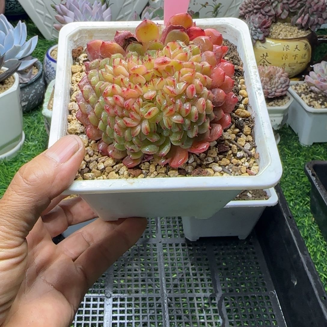 锦安多肉植物编号215