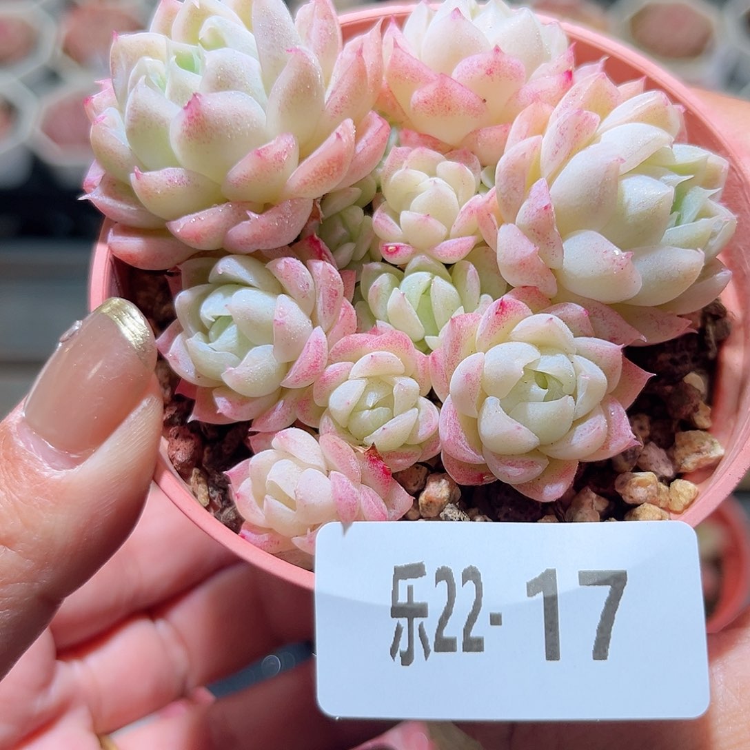 乐22-17 女王不包整