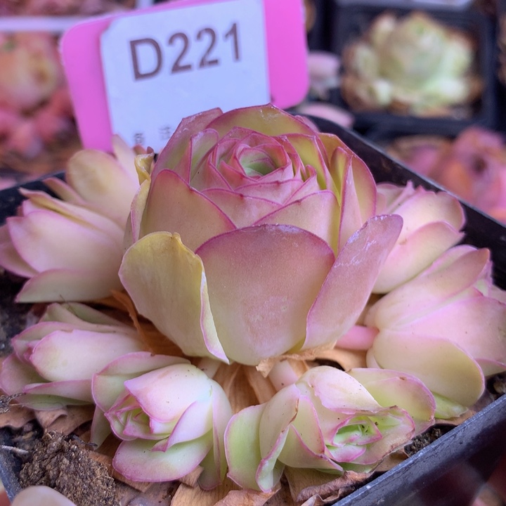 一物一拍星辰油画052