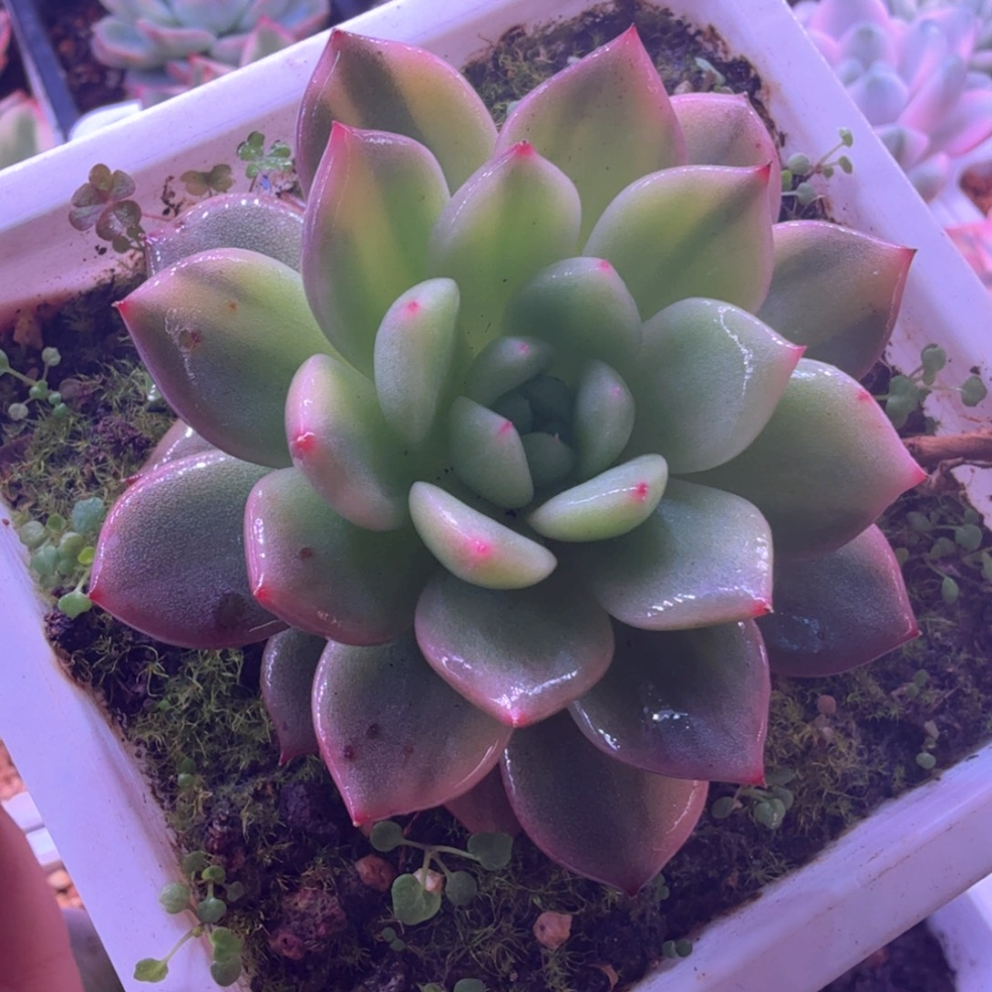 香槟锦 拉丝 多肉植物