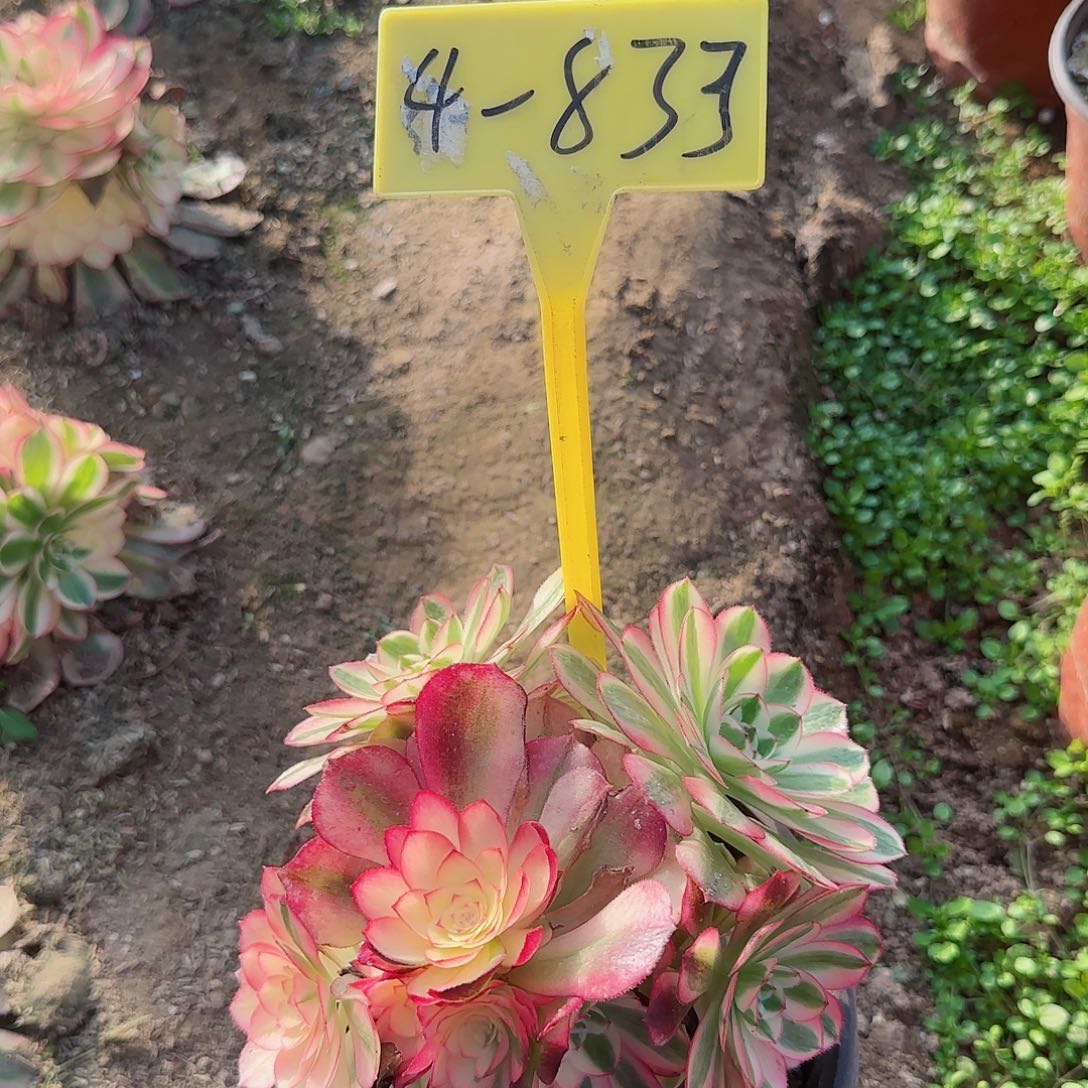 4-833+-+多头多肉植物