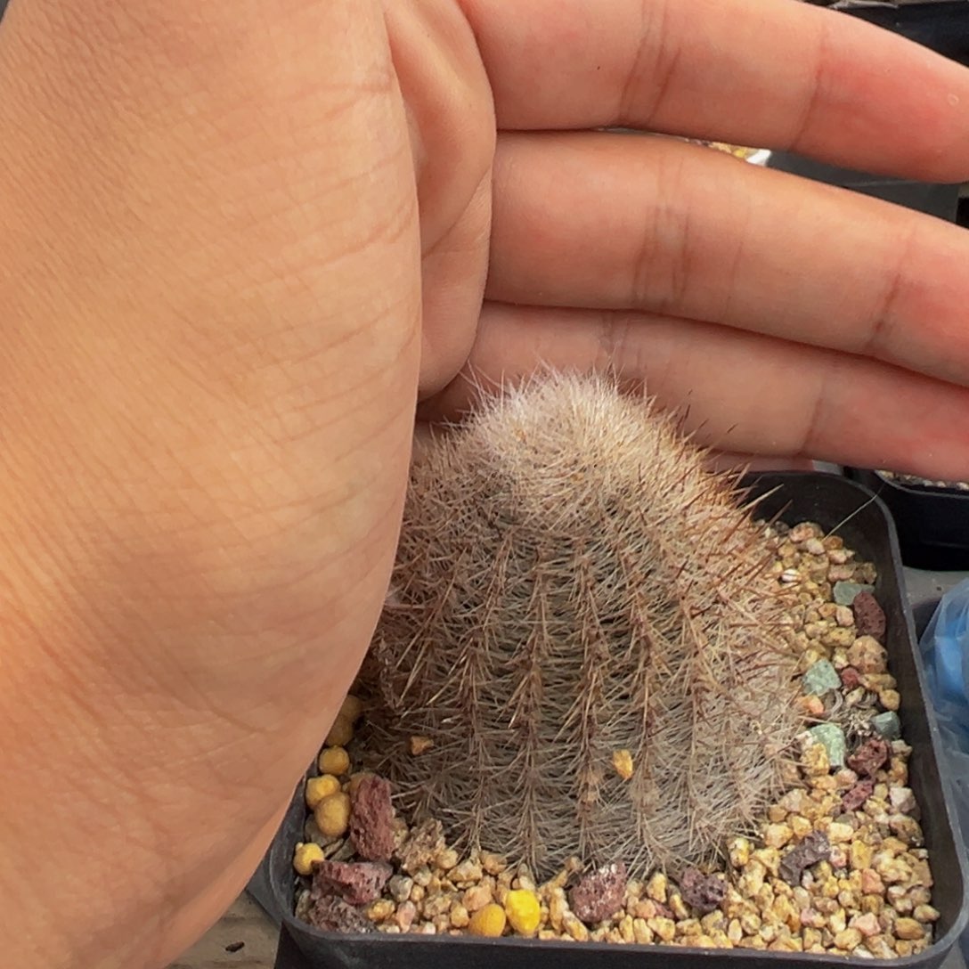 322实生根多肉植物带盆土