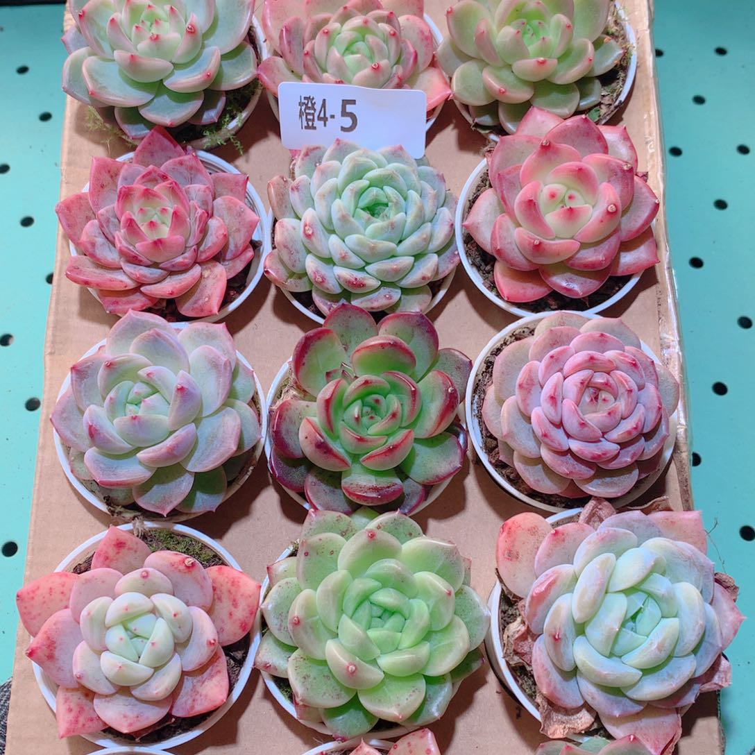 4-5一物一拍多肉带盆18颗