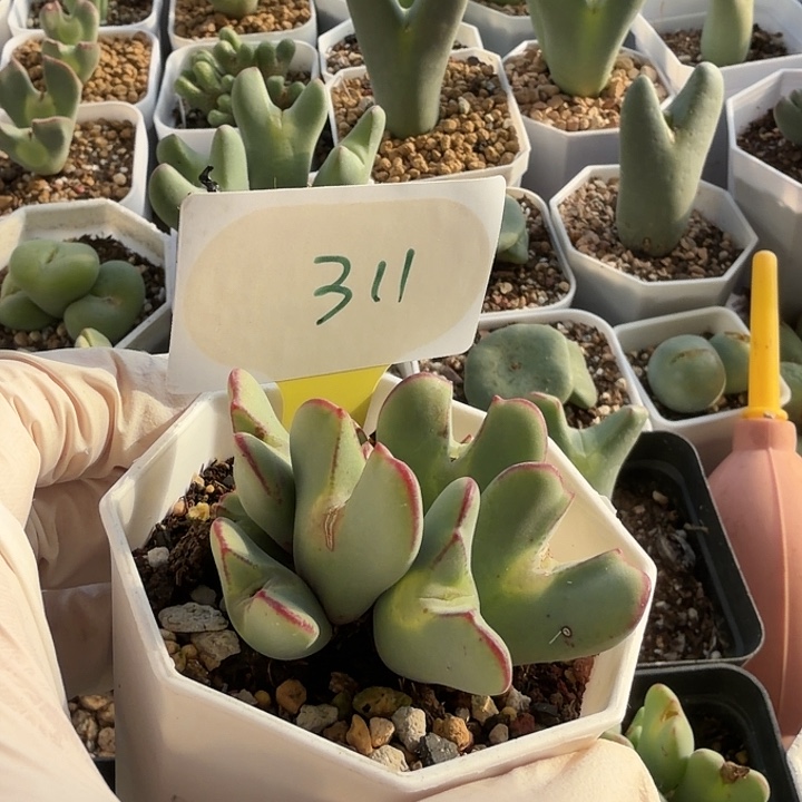 苹果手机在车门上方
