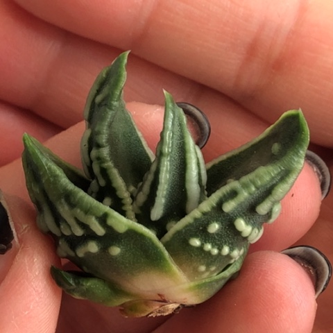 达摩泪珠无根哈哈哈哈哈