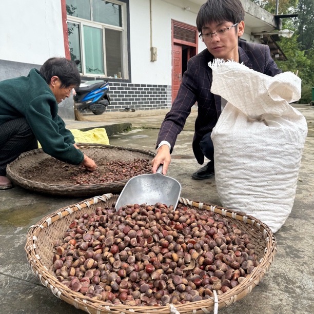 陕西岚皋高山纯野生新鲜板栗3斤5斤9斤现找小板栗